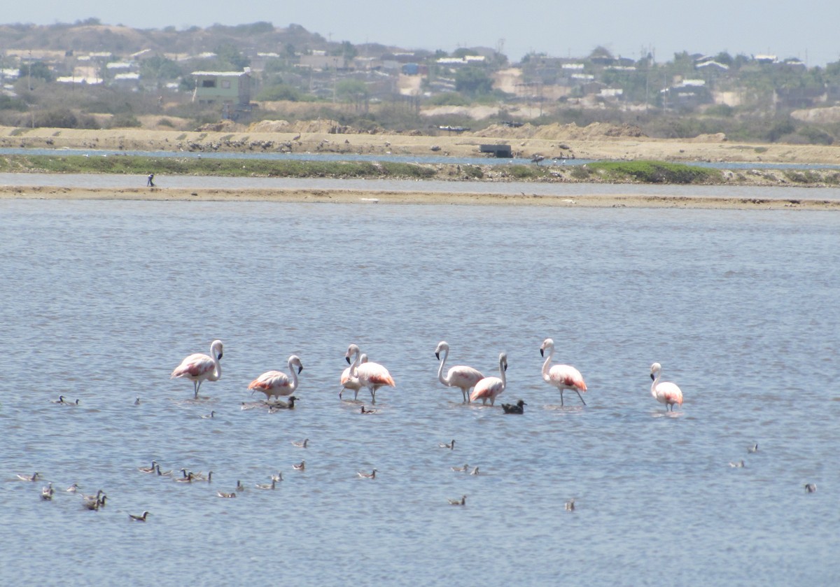 Chilean Flamingo - ML42723421