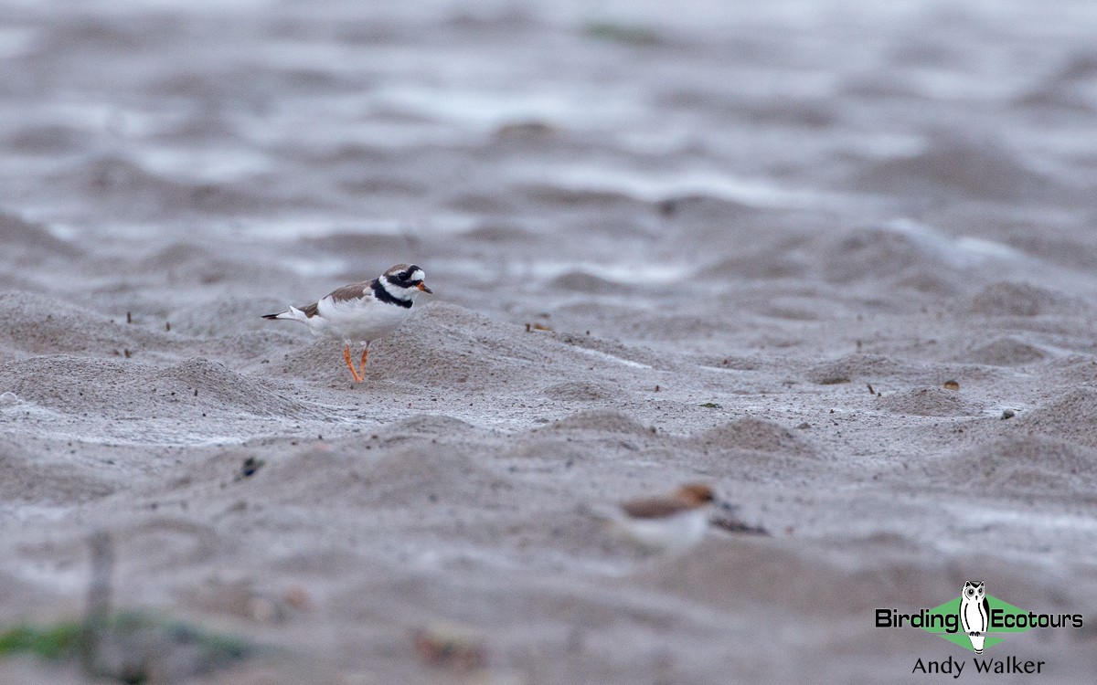 Common Ringed Plover - Andy Walker - Birding Ecotours