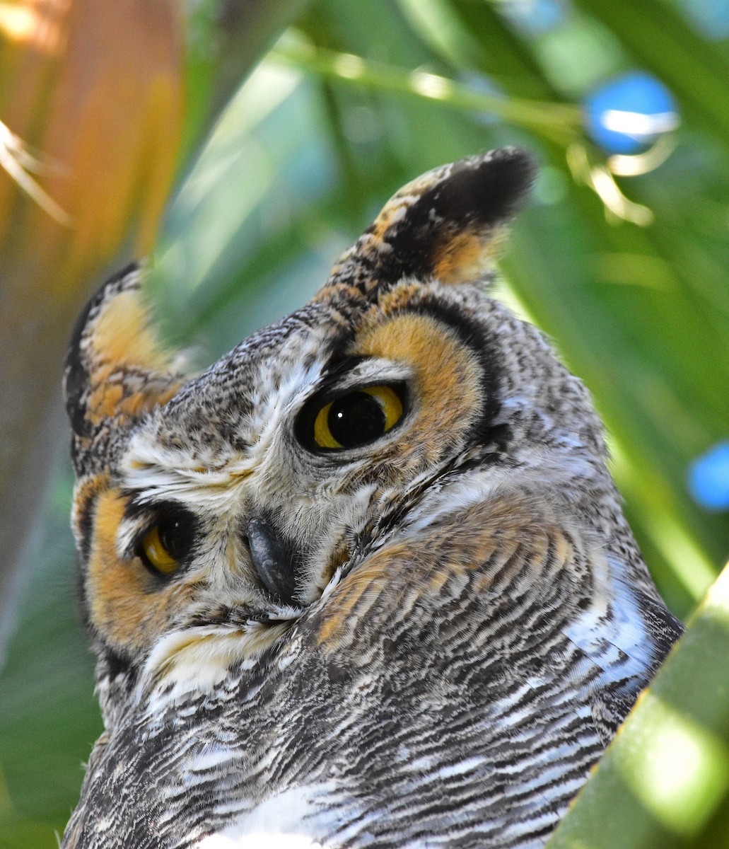 Great Horned Owl - Nate Gowan