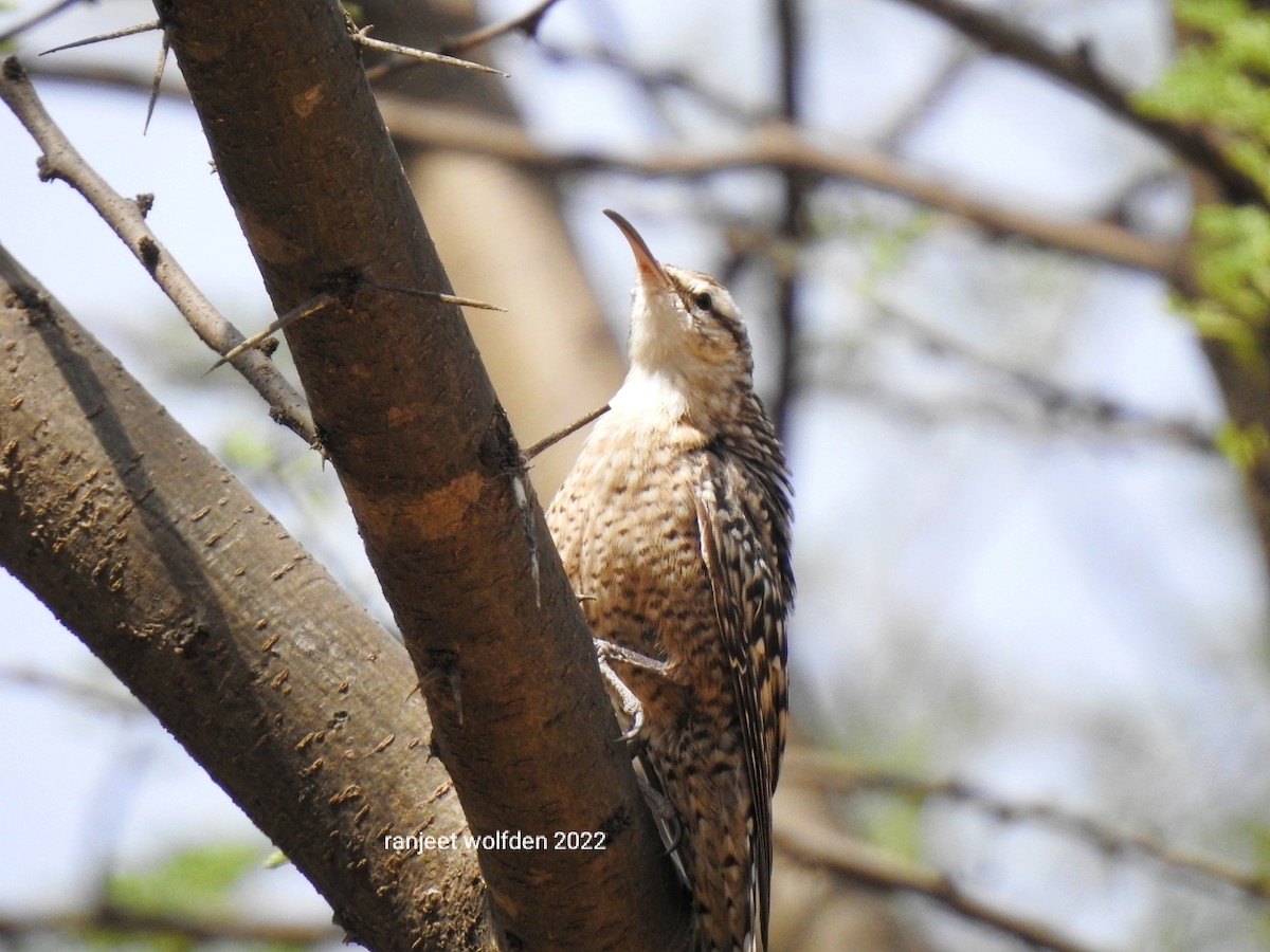 Indian Spotted Creeper - ML427238861