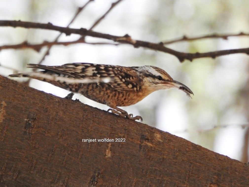 Indian Spotted Creeper - ML427238891