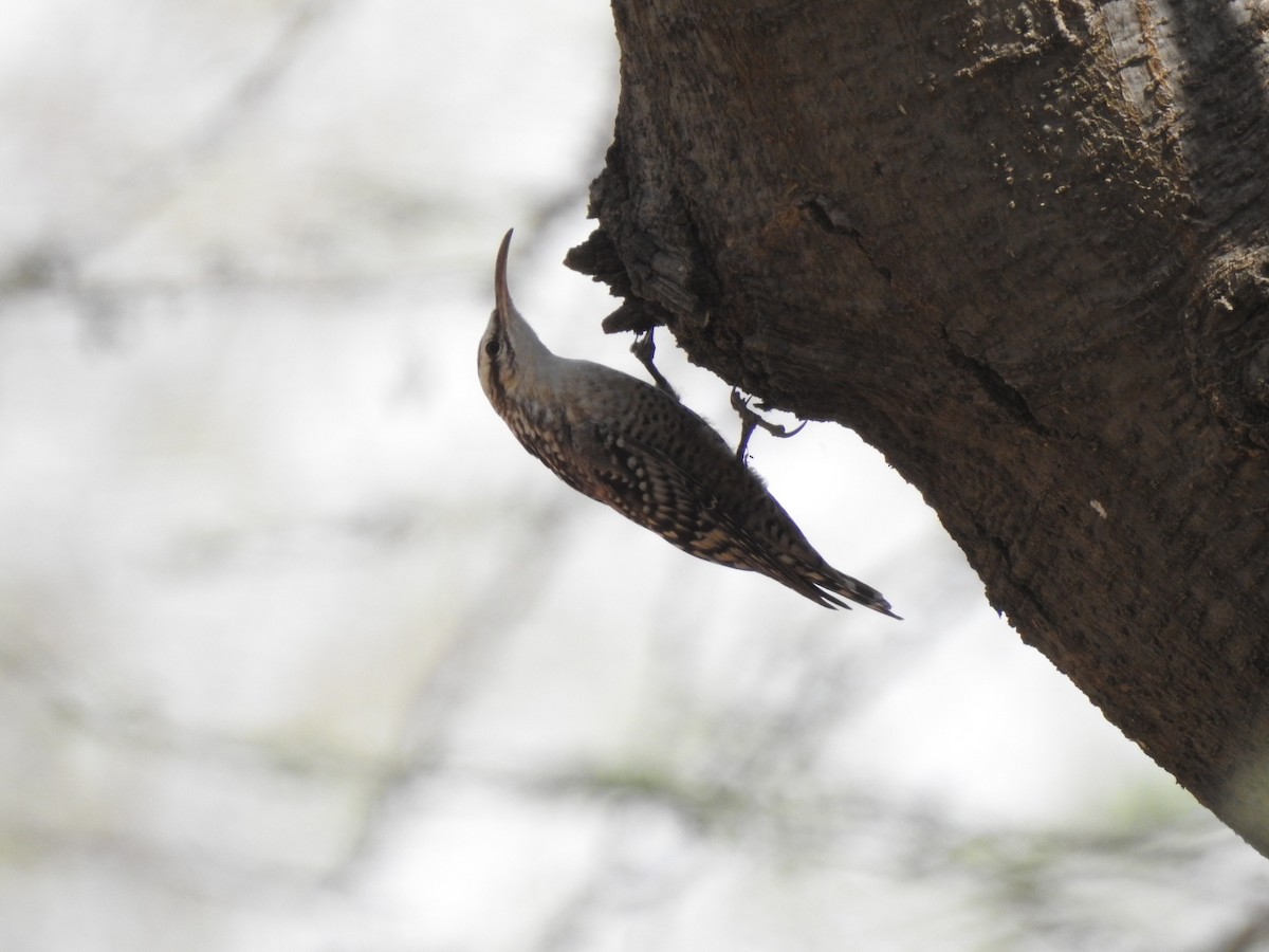 Indian Spotted Creeper - ML427238901