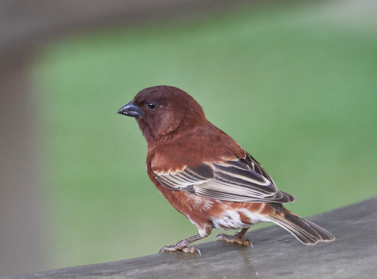 Chestnut Sparrow - ML42724081