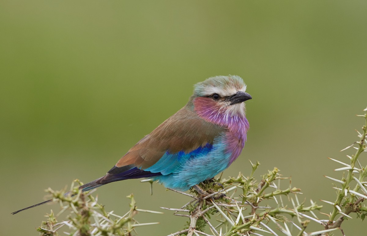Lilac-breasted Roller - ML42724451