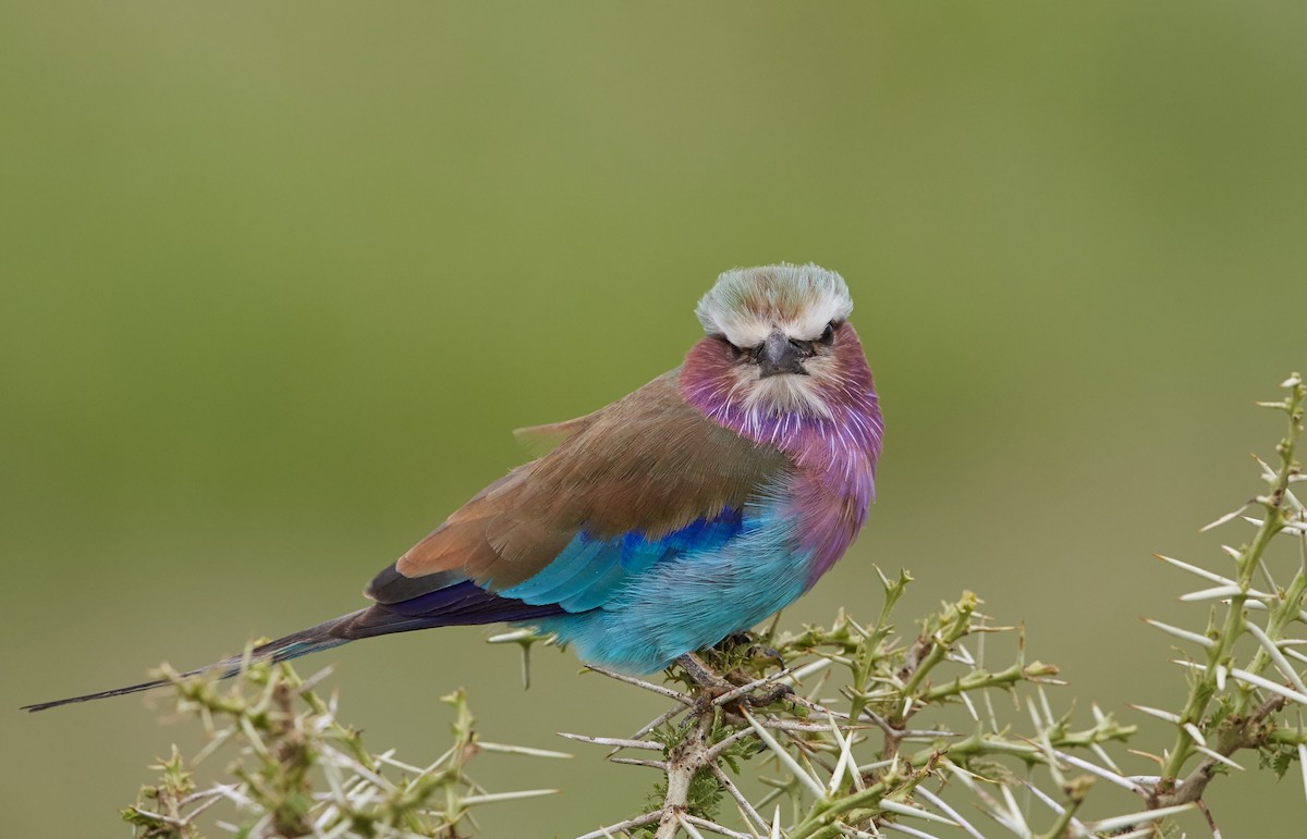 Lilac-breasted Roller - ML42724461