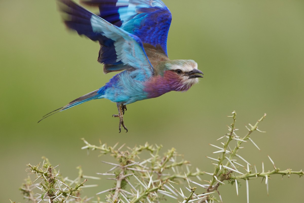 Lilac-breasted Roller - ML42724471