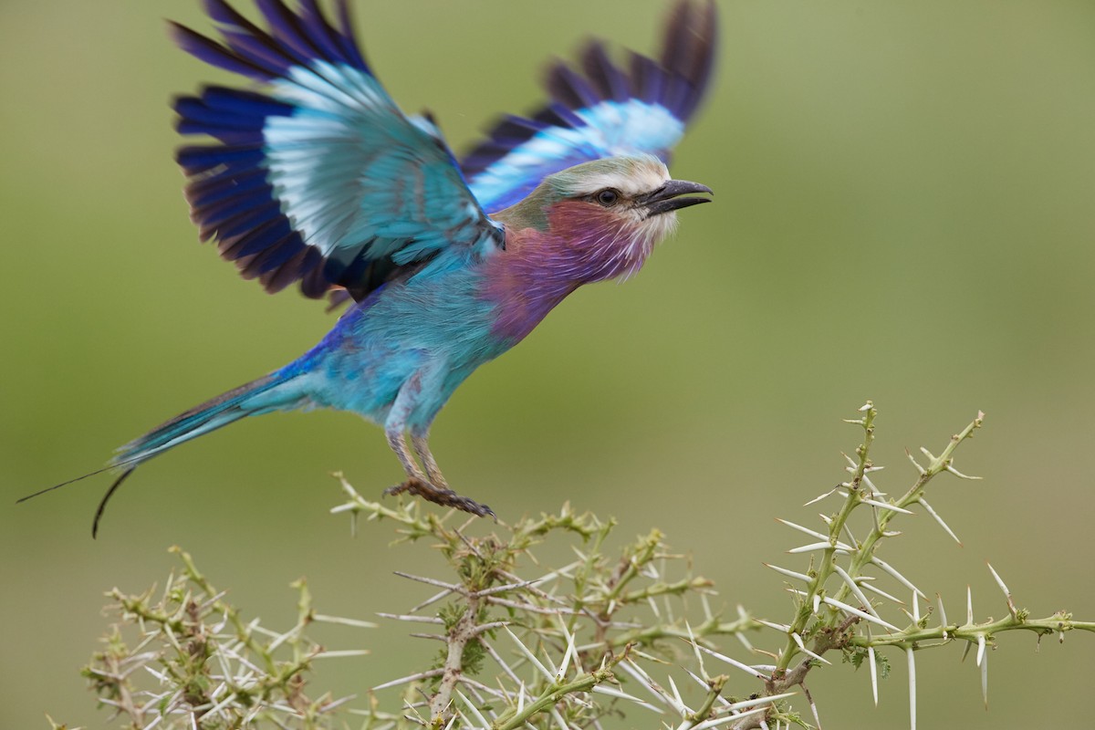 Lilac-breasted Roller - ML42724481