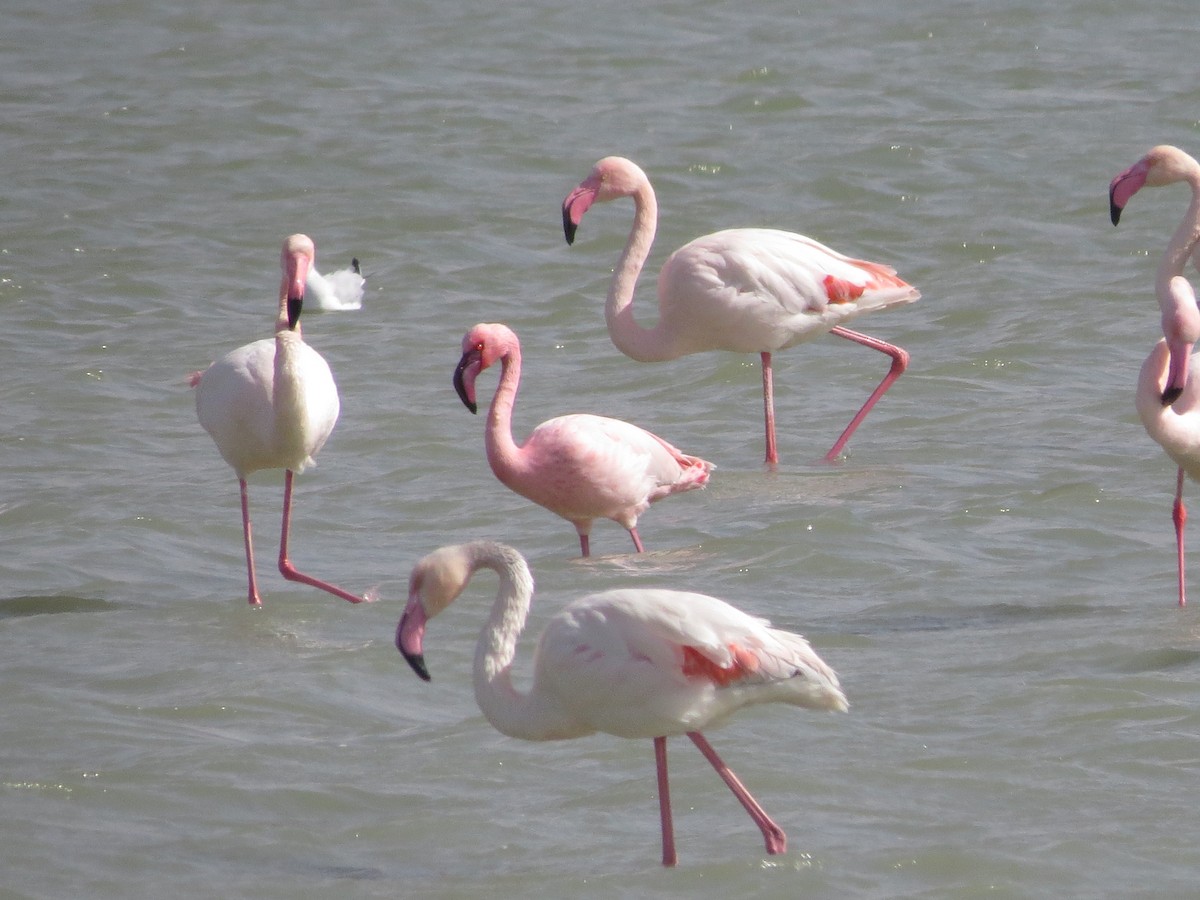 Lesser Flamingo - ML427246121