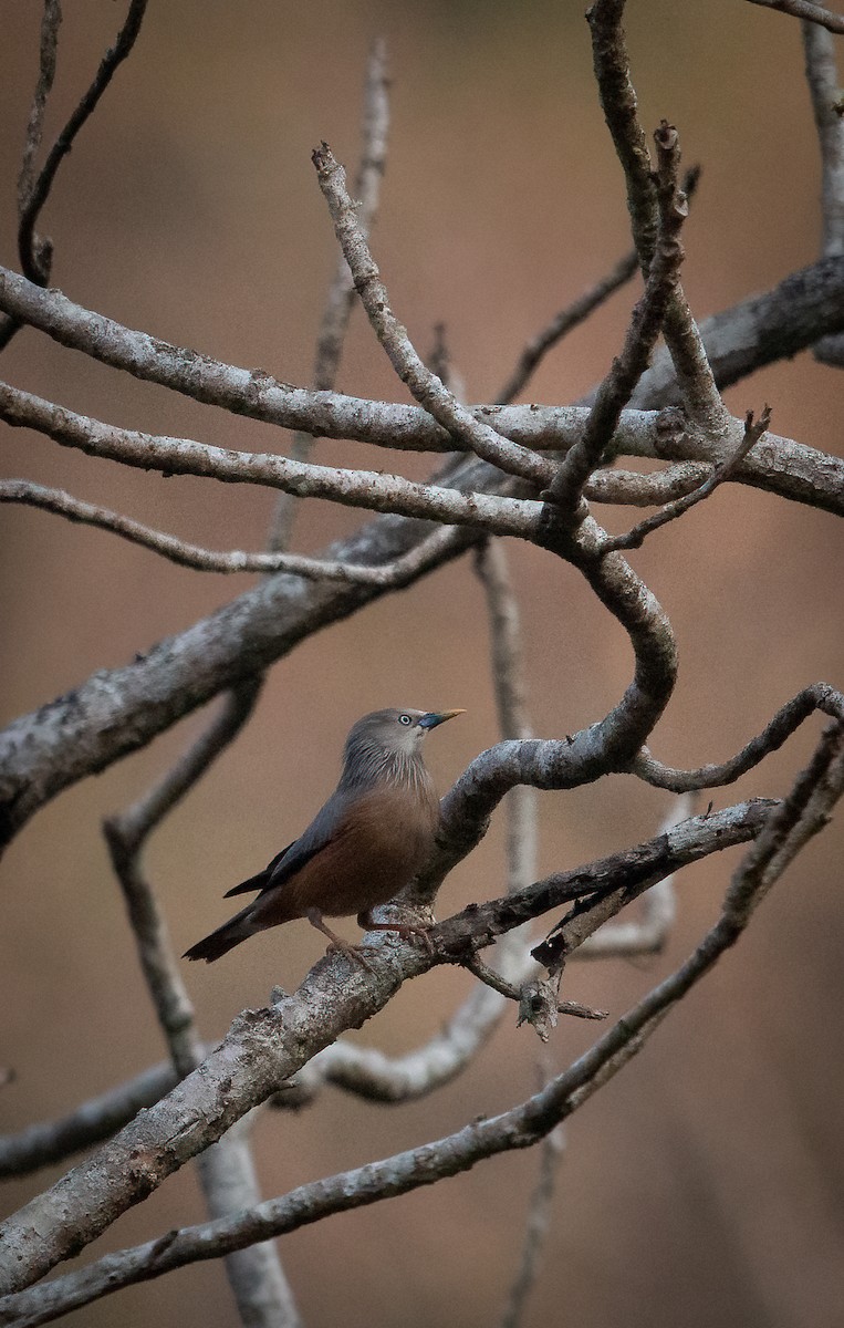 Chestnut-tailed Starling - ML427246801