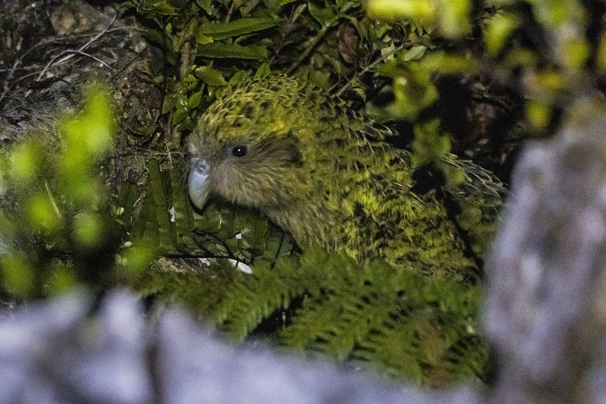 Strigops kakapo - ML427247381