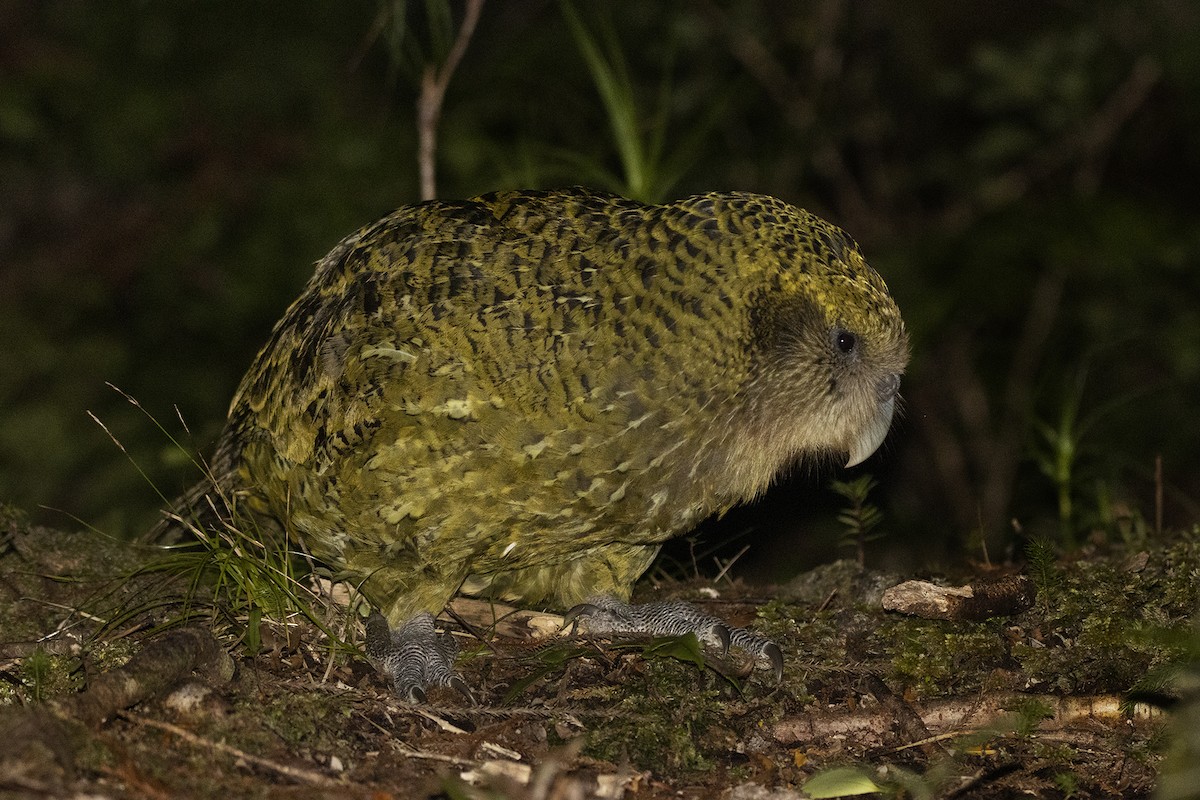 Kakapo - Oscar Thomas