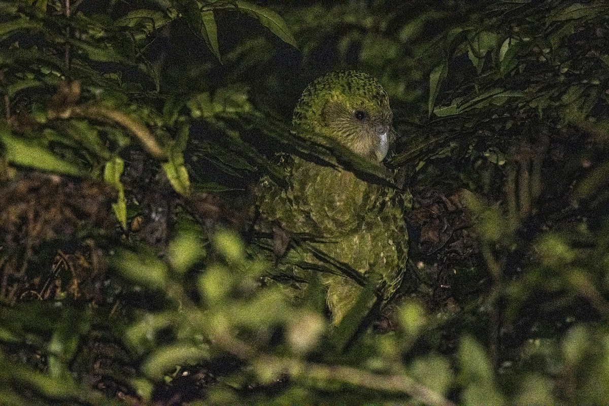 Strigops kakapo - ML427247441