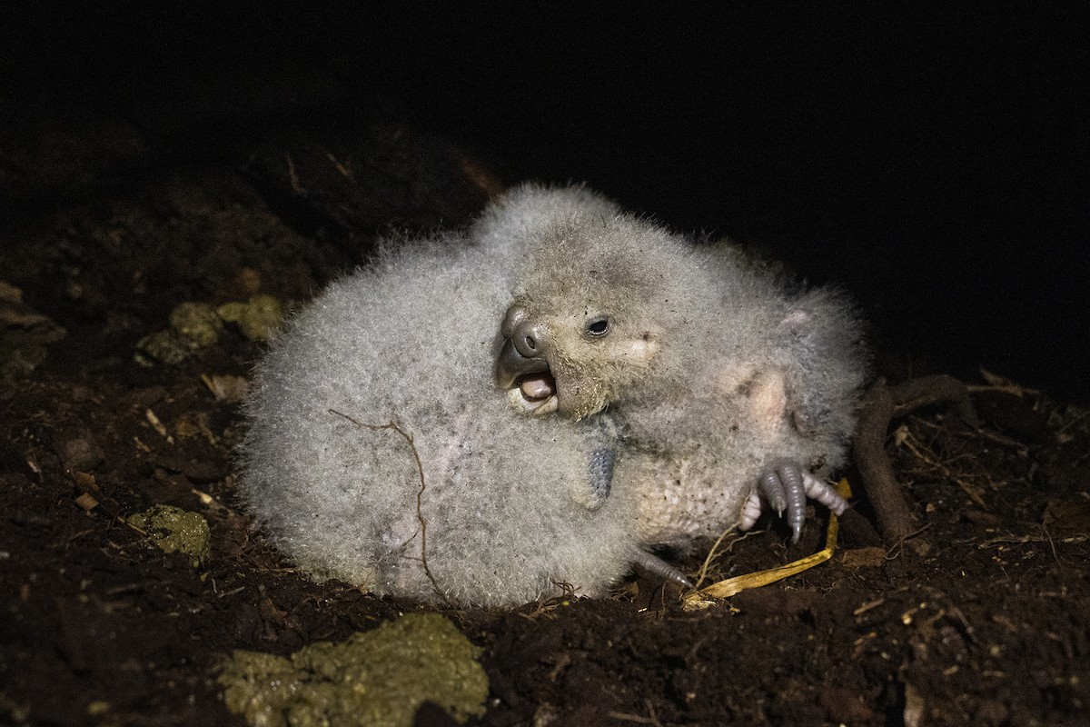 Strigops kakapo - ML427247671