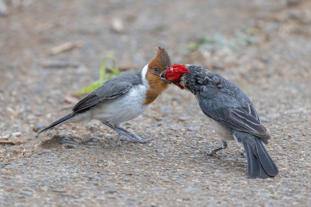 Red-crested Cardinal - ML427248481