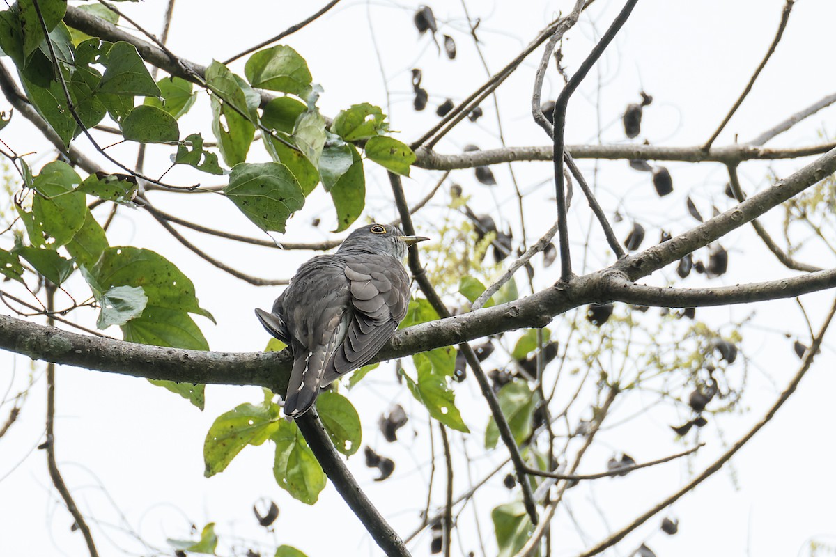 Indian Cuckoo - Wich’yanan Limparungpatthanakij