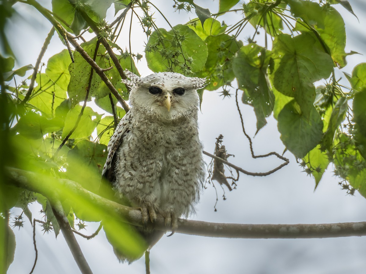 Spot-bellied Eagle-Owl - Wich’yanan Limparungpatthanakij