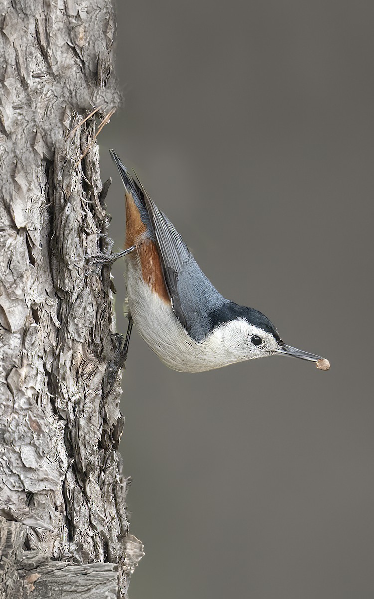 White-cheeked Nuthatch - ML427251291