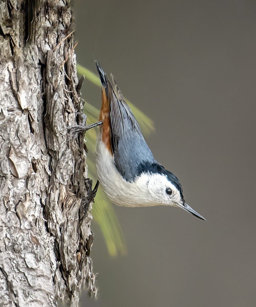 White-cheeked Nuthatch - Parmil Kumar