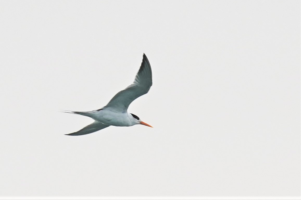 Lesser Crested Tern - ML427254061