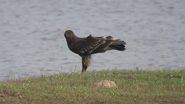 Greater Spotted Eagle - ML427261221