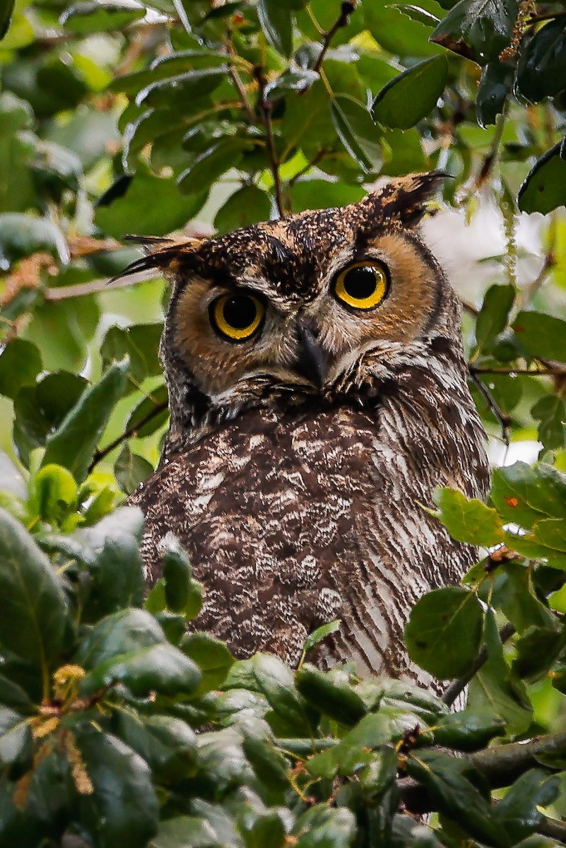 Great Horned Owl - Jill Dale