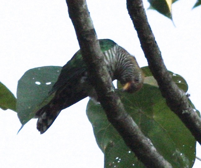 Asian Emerald Cuckoo - ML42727451