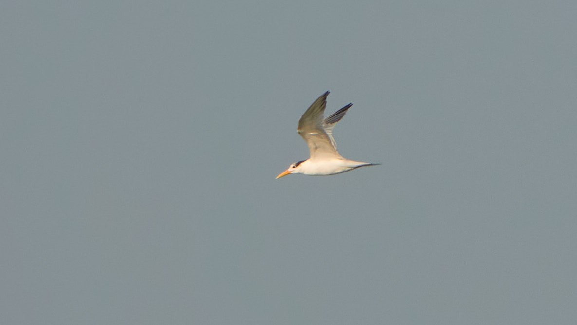 Lesser Crested Tern - ML427284881