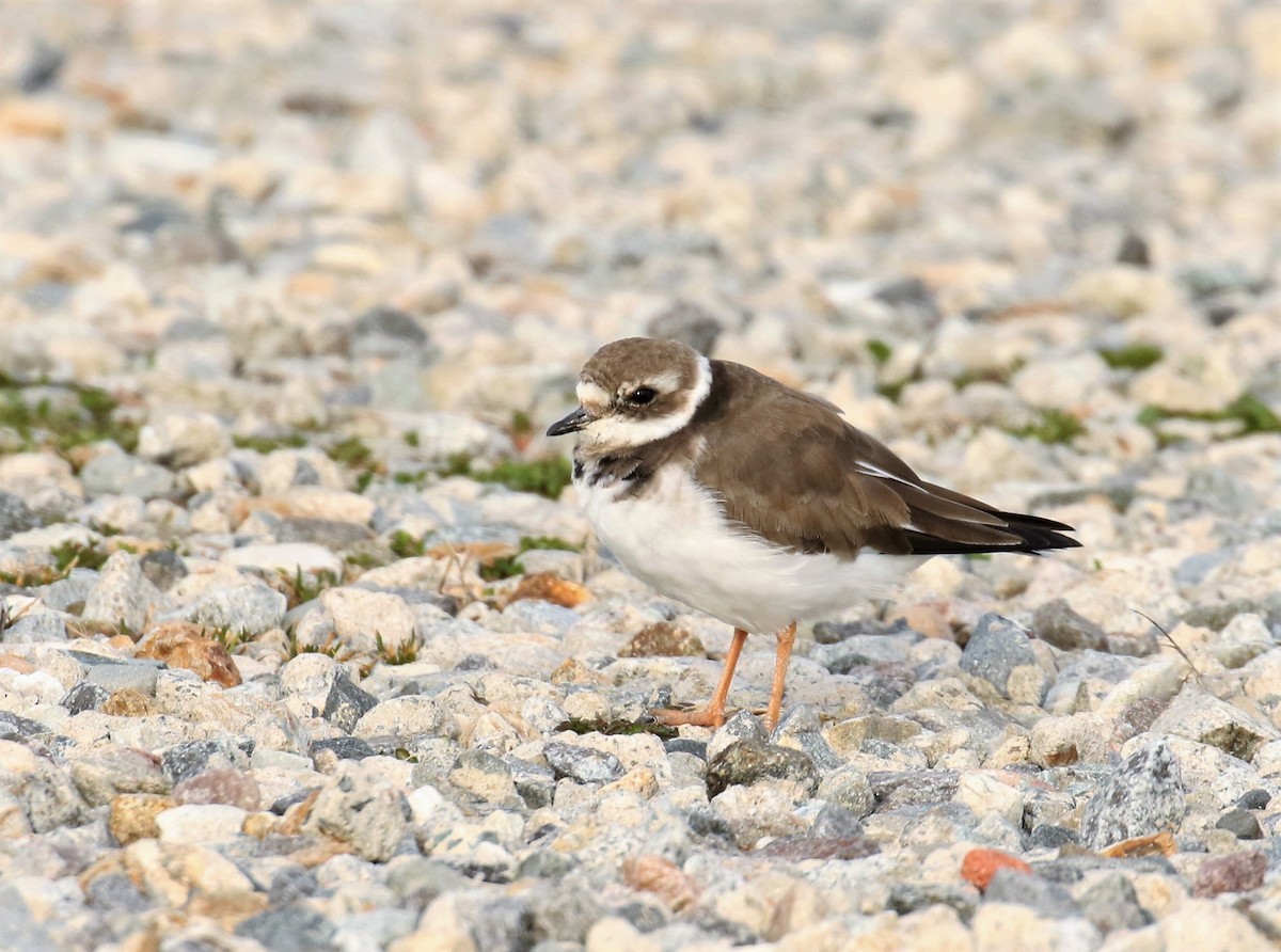 Common Ringed Plover - ML427293861