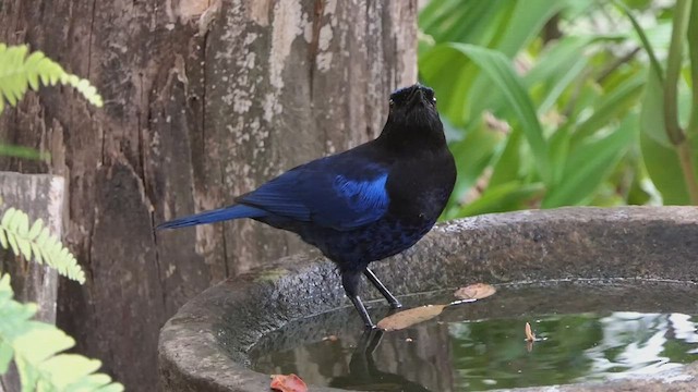 Малабарская синяя птица - ML427301871