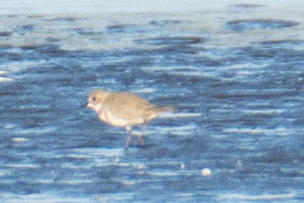 Two-banded Plover - ML427302041