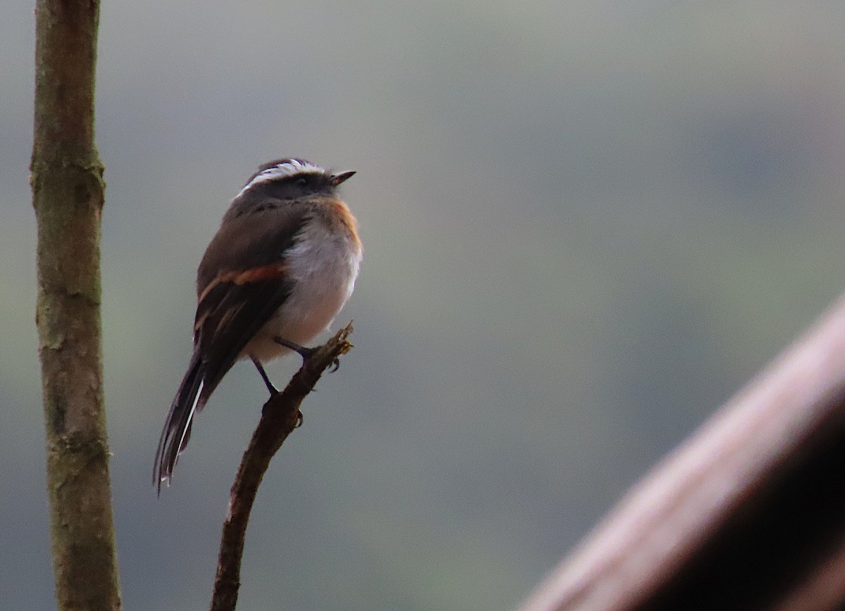 Rufous-breasted Chat-Tyrant - ML427302141