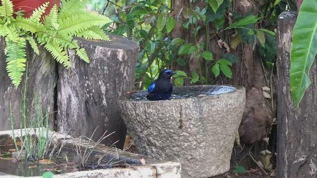 Малабарская синяя птица - ML427304041