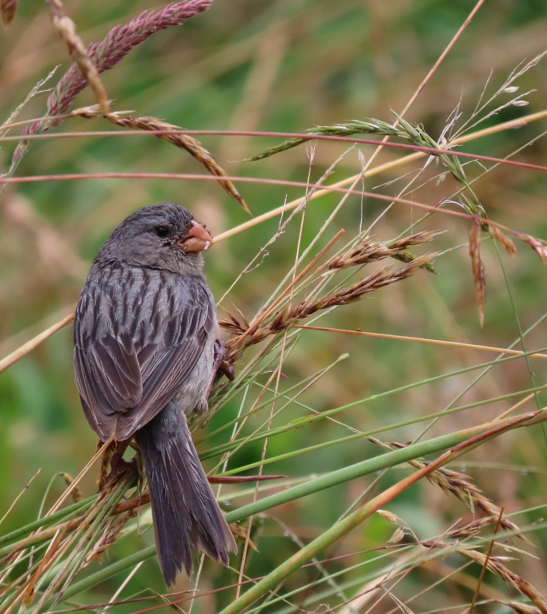 Plain-colored Seedeater - ML427305131