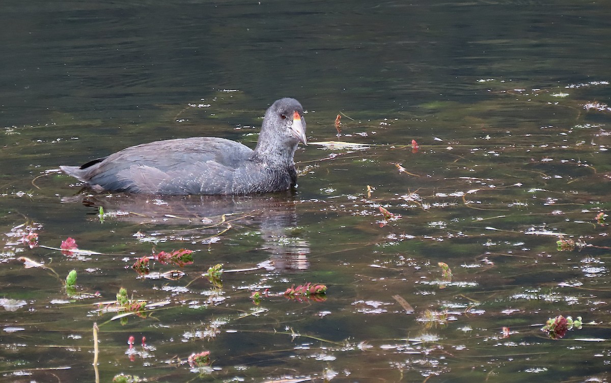 Slate-colored Coot - sylvain Uriot