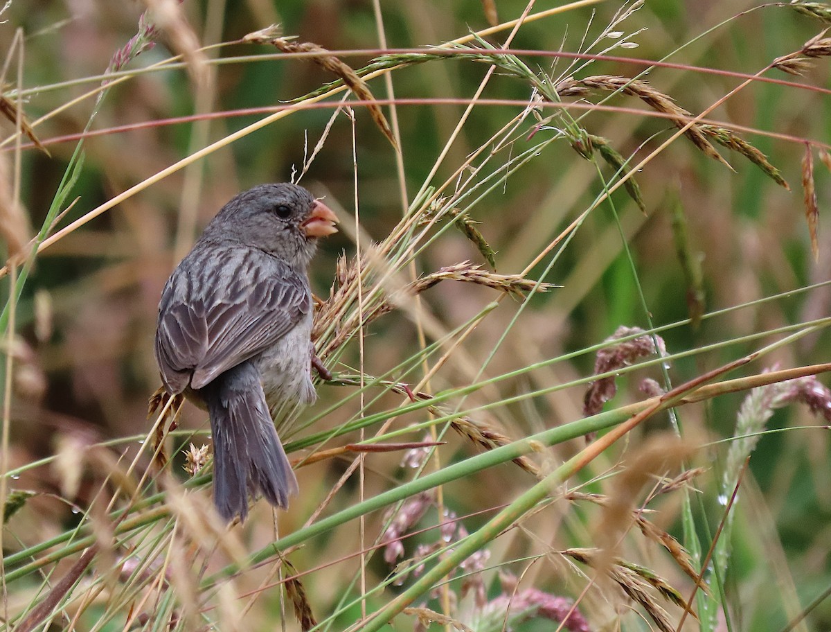 Plain-colored Seedeater - ML427305331