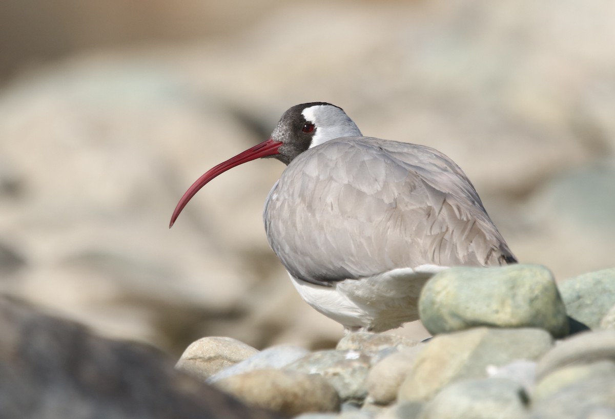 Bec-d'ibis tibétain - ML427305591