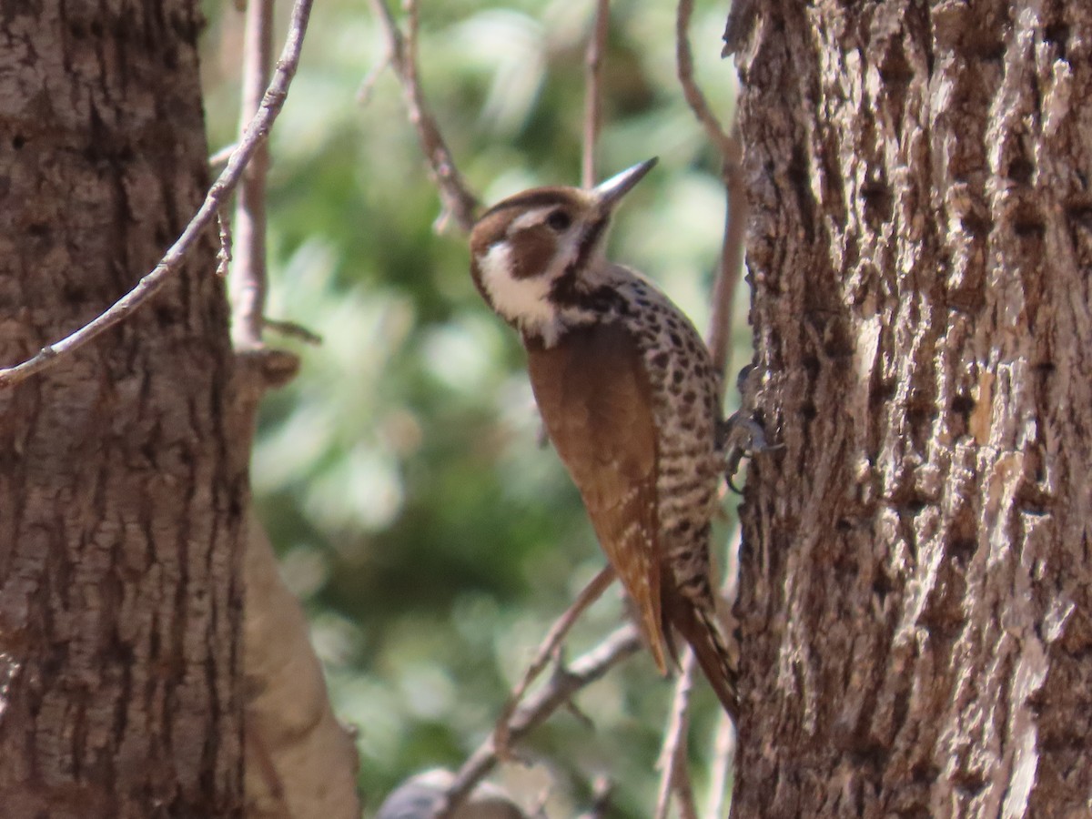 Arizona Woodpecker - ML427307731