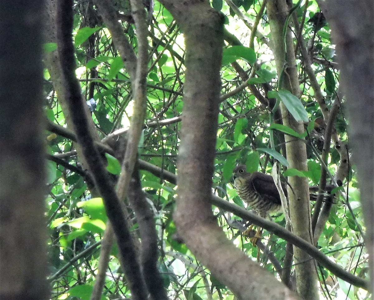 Madagascar Sparrowhawk - ML427308081