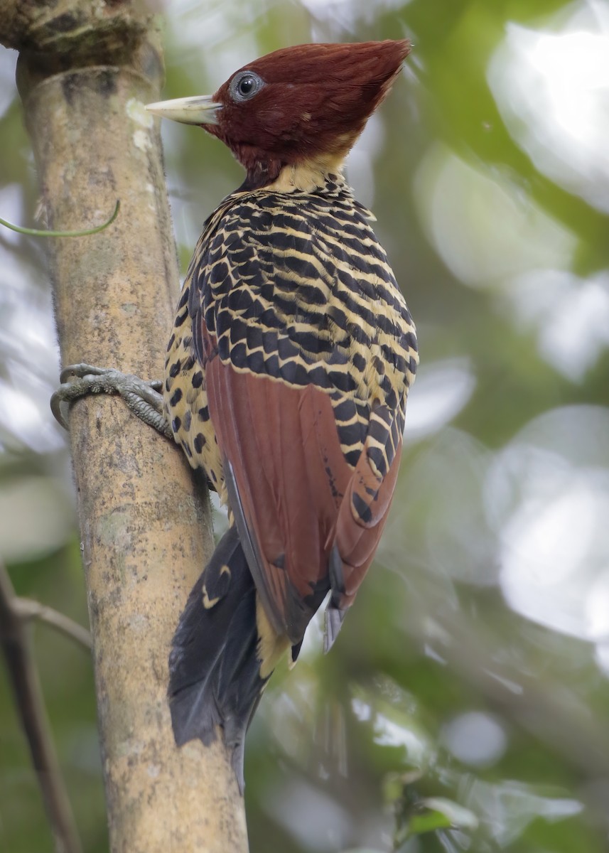 Rufous-headed Woodpecker - Cesar Bollatty - www.birdsofperutours.com