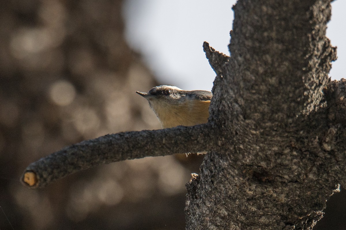 Red-breasted Nuthatch - ML427310841
