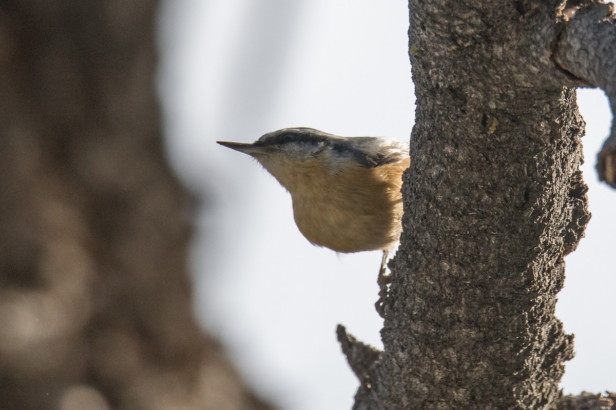 Red-breasted Nuthatch - ML427310851
