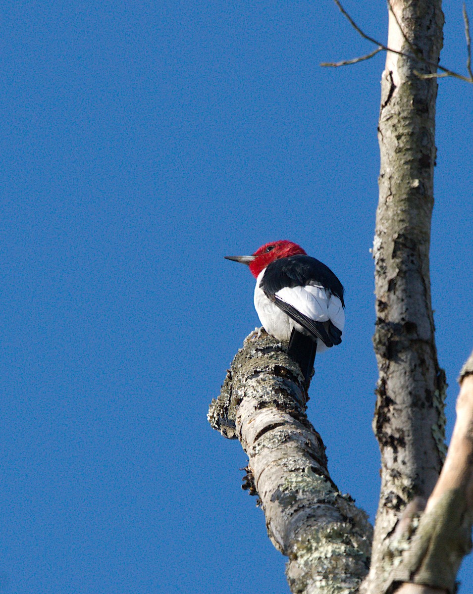 Red-headed Woodpecker - Tom Black
