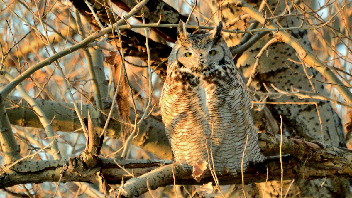 Great Horned Owl - ML42731801
