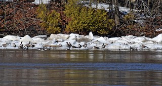Canada Goose, ML427328611