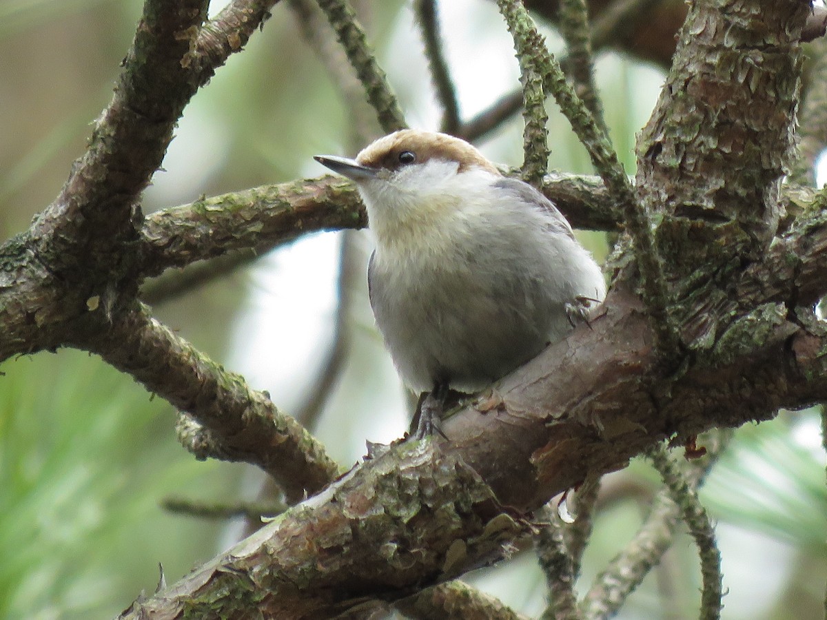 Brown-headed Nuthatch - ML427329331