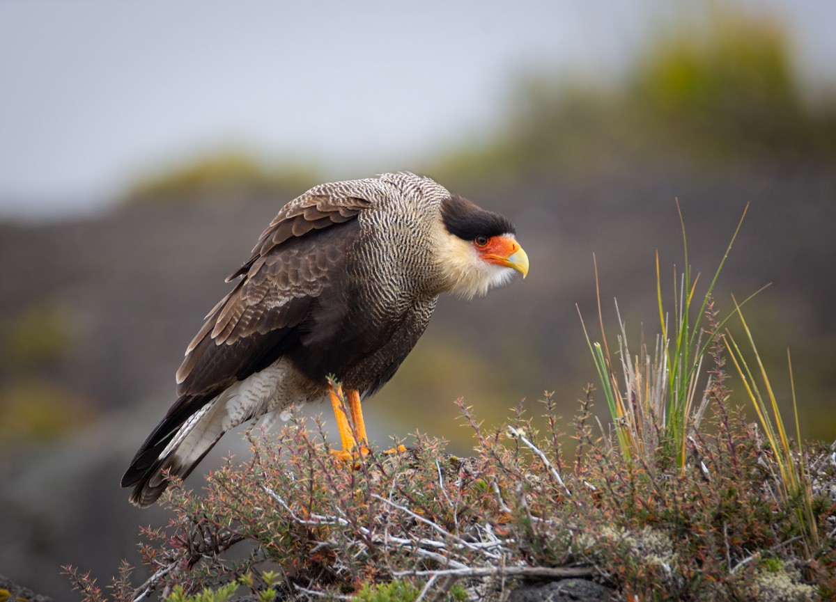 Crested Caracara (Southern) - ML427329981