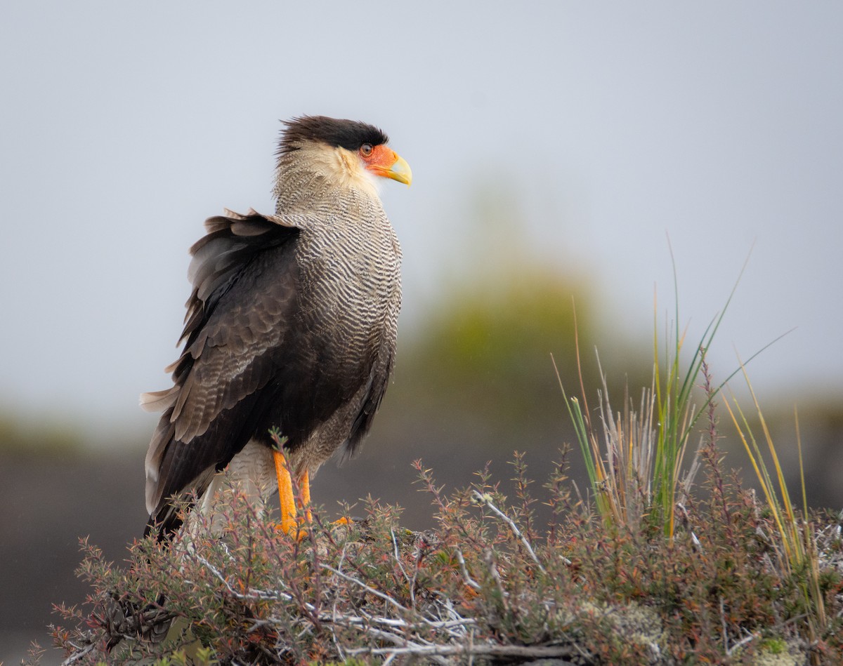 Crested Caracara (Southern) - ML427330041