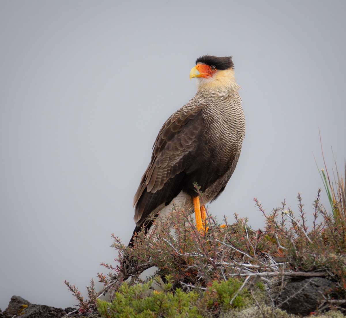 Crested Caracara (Southern) - ML427330051