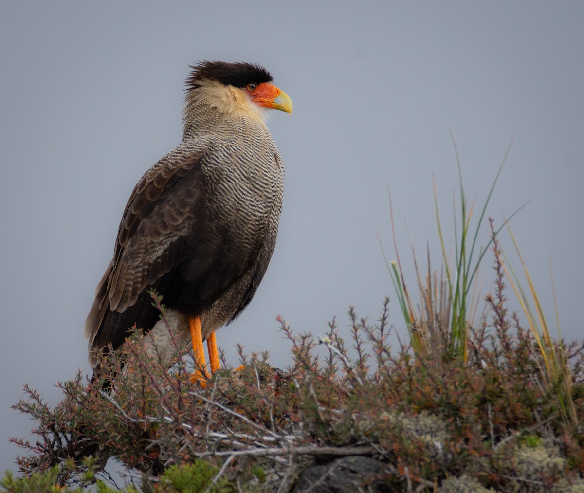 Crested Caracara (Southern) - ML427330151