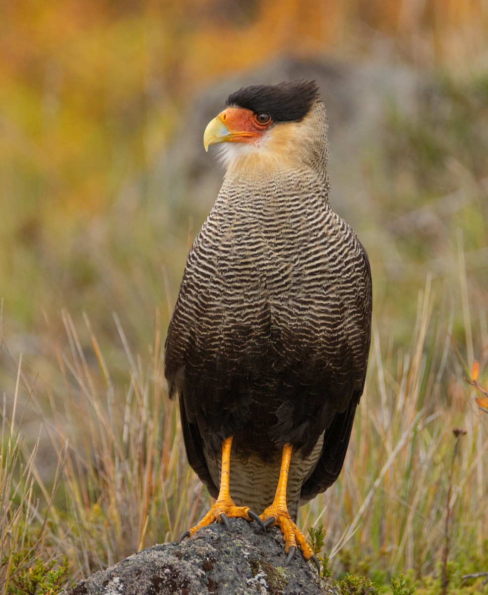 Crested Caracara (Southern) - ML427330241